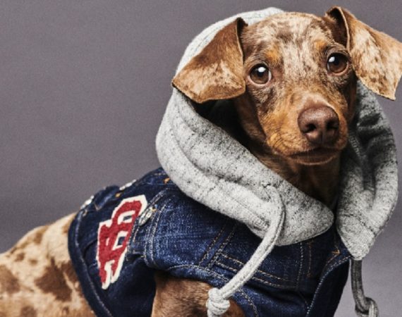 Dsquared2 junto a Poldo Dog Couture presentan una colección de ropa para perros (1)